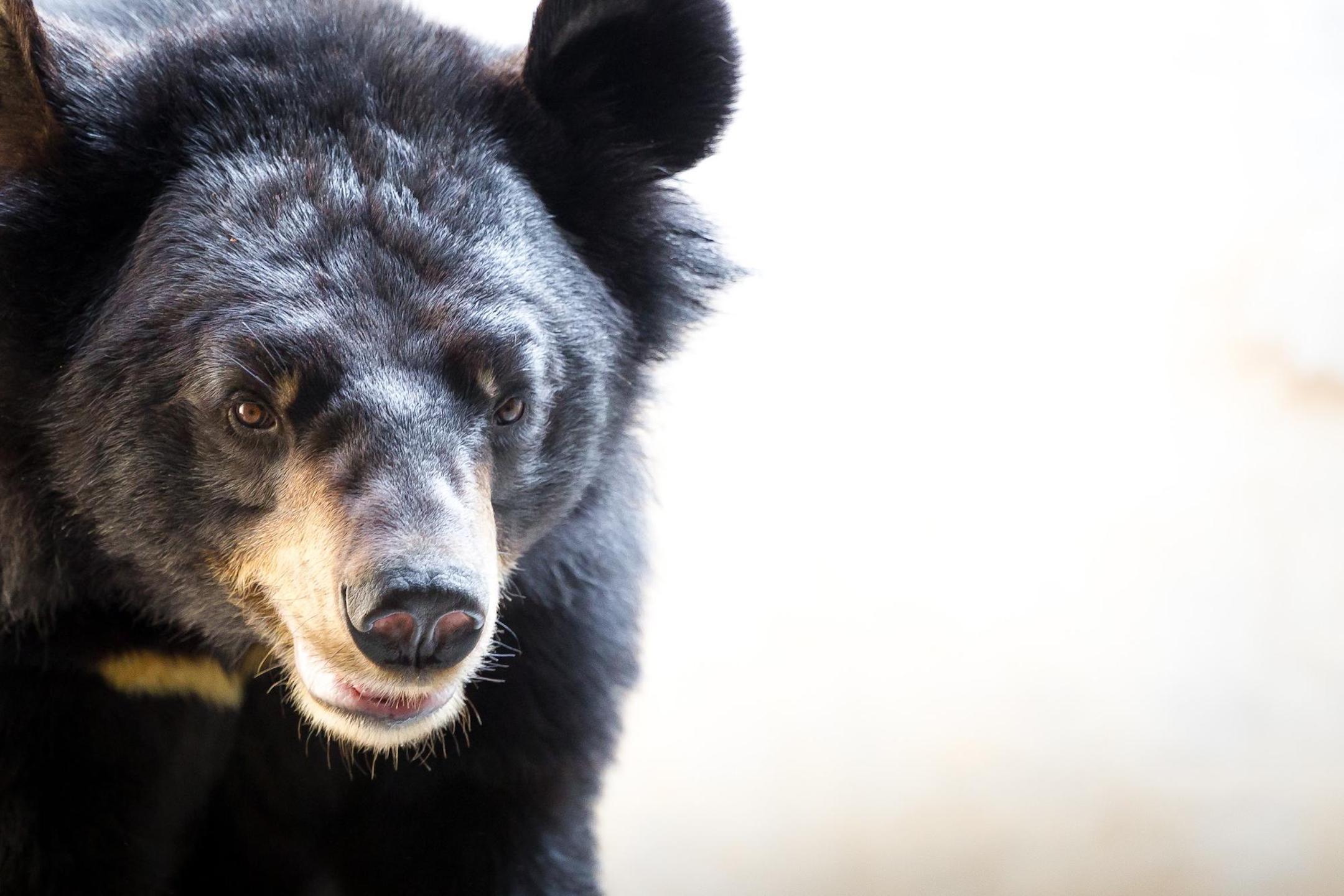 Animals Asia Rescued Bear Portrait Tam Dao