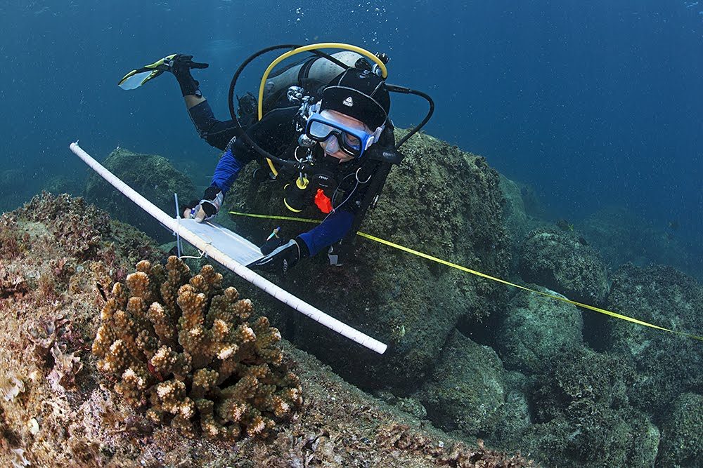 Coral Reef Monitoring In The Gulf Of California